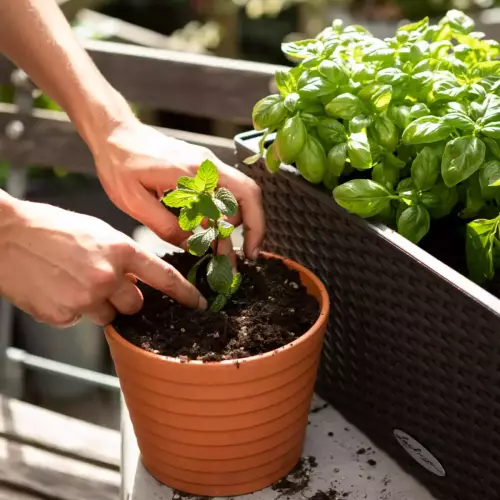 Lechuza VEGGIEPON w doniczce