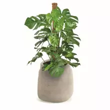 Donica BOGE TBO40-231R Ø38x40 cm macchiato