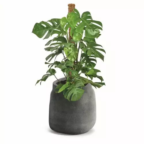 Grafitowa donica kamień BOGE TBO40