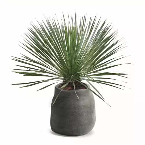 Donica BOGE TBO48 grafitowy kamień