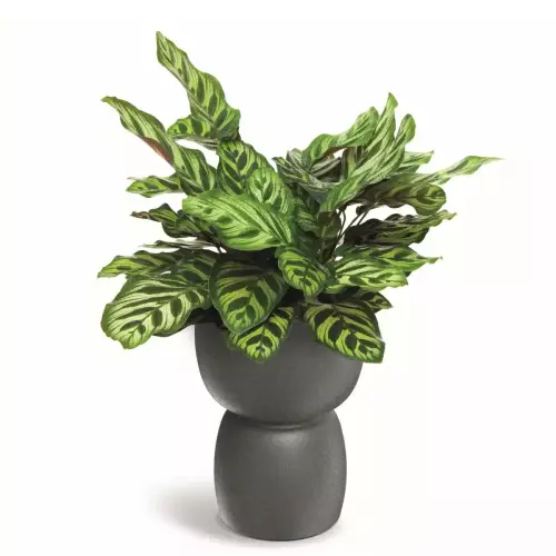 Donica kielich DUALA ROUND TDR30 kolor jasny granit