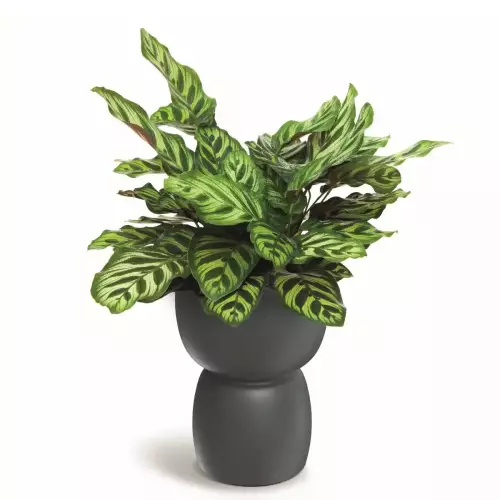 Donica kielich DUALA ROUND TDR30 kolor szary beton