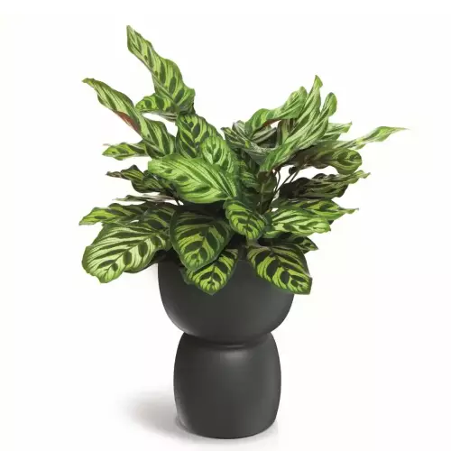 Donica kielich dwustronna DUALA ROUND TDR30 kolor grafitowy kamień