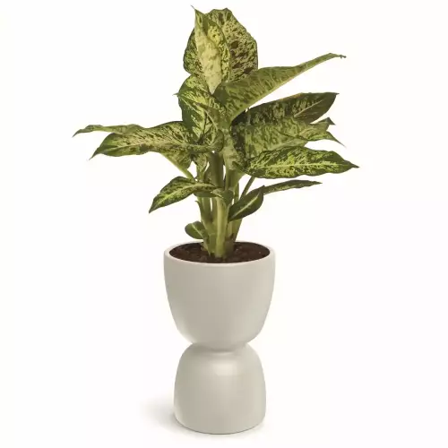 Difenbahia w donicy DUALA ROUND MIDL TDR40M kolor piaskowy