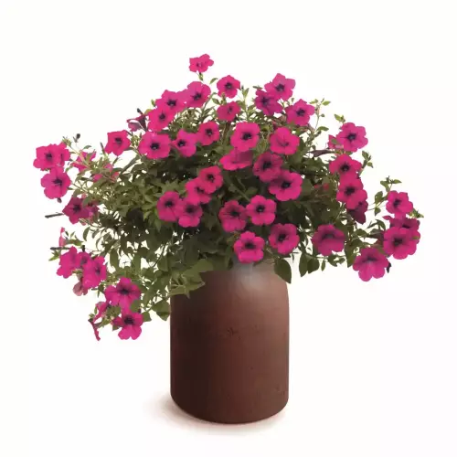 Ceglasta donica EPOCCO BOLD TEP48B