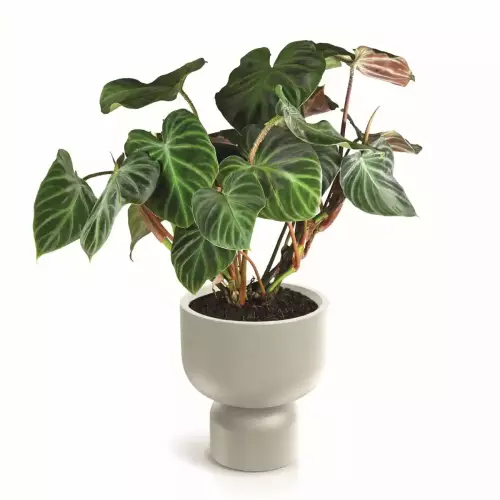 Filodendron w donicy MOLTA GRAIL TMG40 kolor piaskowy