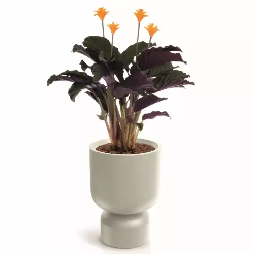 Calathea w donicy MOLTA GRAIL MIDL TMG40M kolor piaskowy