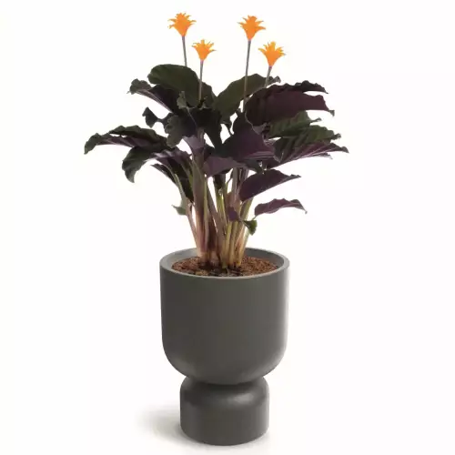 Calathea w donicy MOLTA GRAIL MIDL TMG40M kolor jasny granit