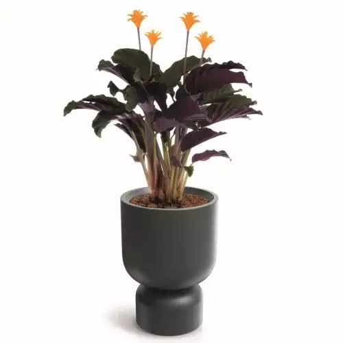 Calathea w donicy MOLTA GRAIL MIDL TMG40M kolor grafitowy kamień