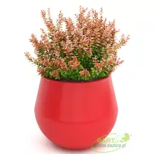 Donica z polietylenu AURORA PL-AU45 czerwony