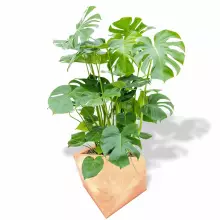 Donica z polietylenu EOS PL-EO50-PD terakota