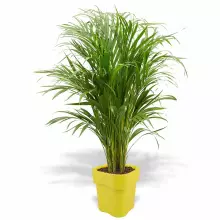 Donica z polietylenu FLORA ST-FLORA65 cytryna