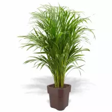 Donica z polietylenu FLORA ST-FLORA65 czekolada