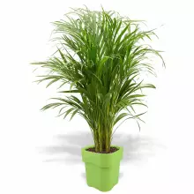 Donica z polietylenu FLORA ST-FLORA65 limonka