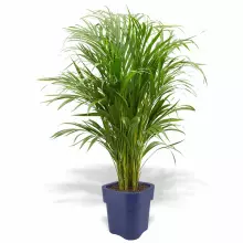 Donica z polietylenu FLORA ST-FLORA65 niebieski