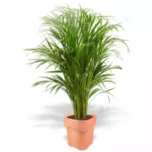 Donica z polietylenu FLORA ST-FLORA65 terakota