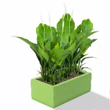 Donica z polietylenu NYX PL-NY30 limonka