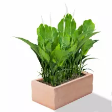 Donica z polietylenu NYX PL-NY30 terakota