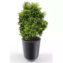 Donica z polietylenu WESTA PL-WE70 antracyt