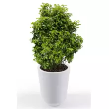 Donica z polietylenu WESTA PL-WE70 biały