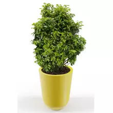 Donica z polietylenu WESTA PL-WE70 cytryna