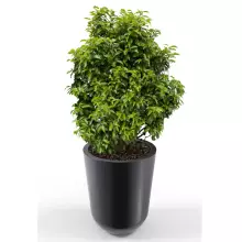 Donica z polietylenu WESTA PL-WE70 czarny