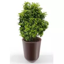 Donica z polietylenu WESTA PL-WE70 czekolada