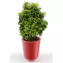 Donica z polietylenu WESTA PL-WE70 czerwony