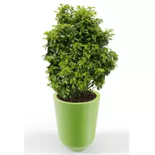 Donica z polietylenu WESTA PL-WE70 limonka