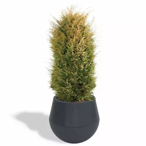 Antracytowa donica Aurora z jałowcem