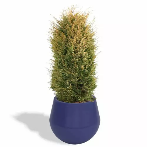 Niebieska donica Aurora z jałowcem