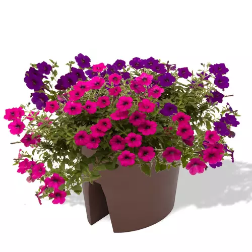 Czekoladowa donica Balpot z petuniami