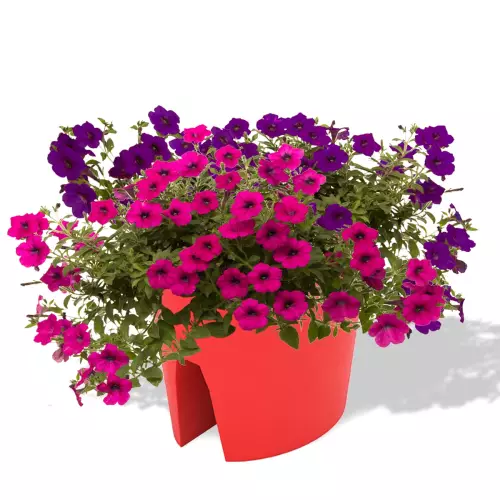 Czerwona donica Balpot z petuniami