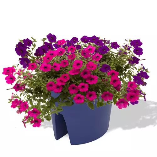 Niebieska donica Balpot z petuniami