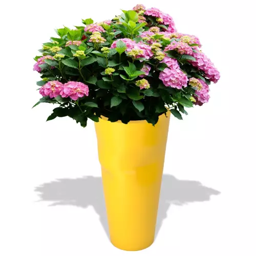 Cytrynowa donica Bent z hortensją