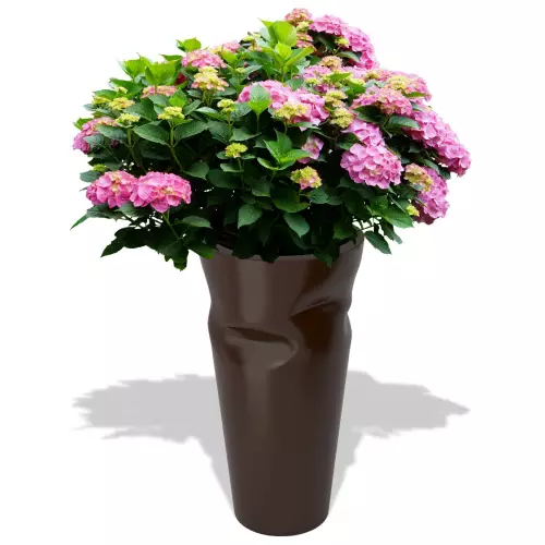 Czekoladowa donica Bent z hortensją