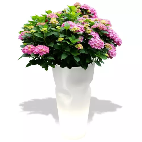 Podświetlana donica Bent z hortensją