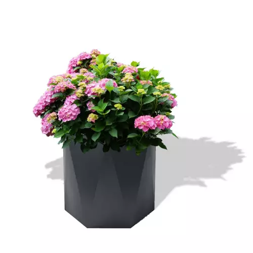 Antracytowa donica Ceres z hortensją