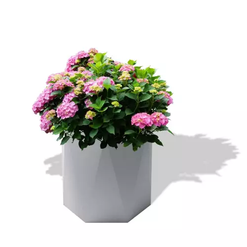 Biała donica Ceres z hortensją