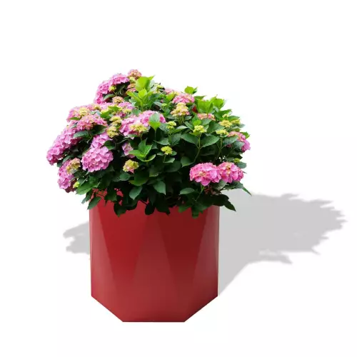 Czerwona donica Ceres z hortensją