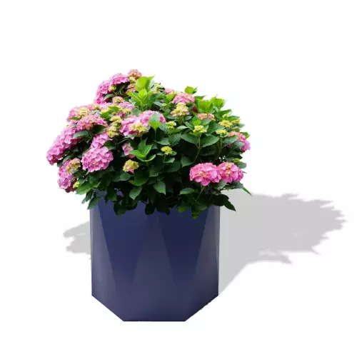 Niebieska donica Ceres z hortensją