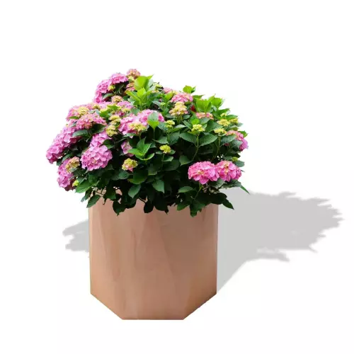 Terakotowa donica Ceres z hortensją