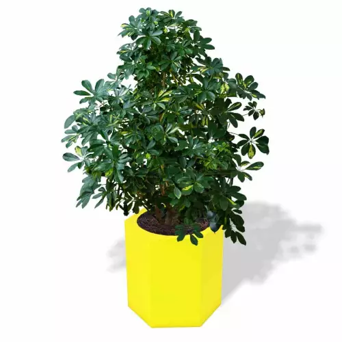 Cytrynowa donica Ceto z szeflerą