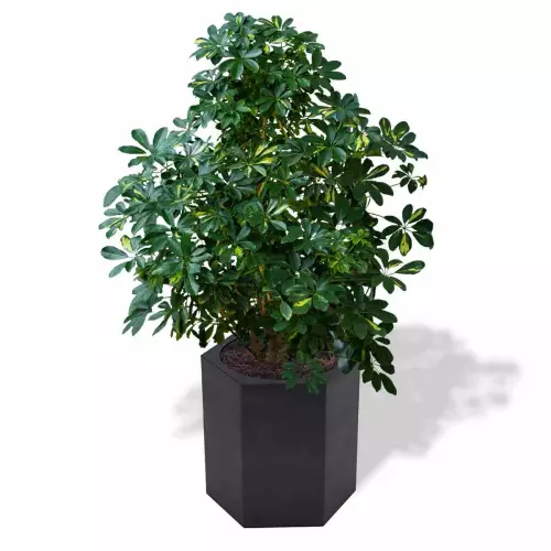 Czarna donica Ceto z szeflerą