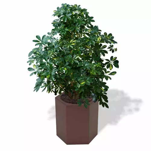 Czekoladowa donica Ceto z szeflerą