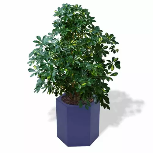 Niebieska donica Ceto z szeflerą