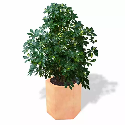 Donica Ceto w kolorze terakota z szeflerą