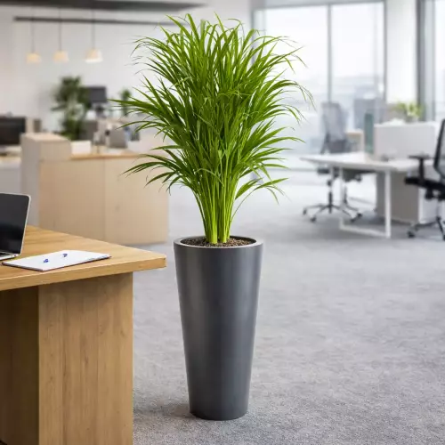 Donica PD CONCEPT VENUS w kolorze antracyt