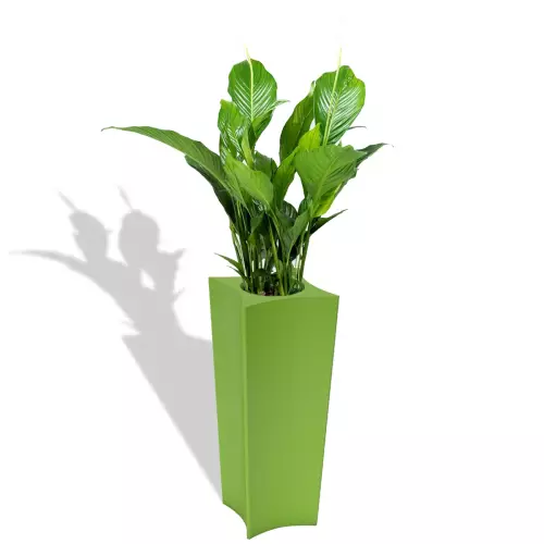 Skrzydłokwiat w limonkowej donicy DORIS