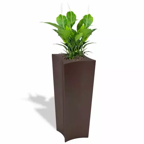 Czekoladowa donica Doris z skrzydłokwiatem